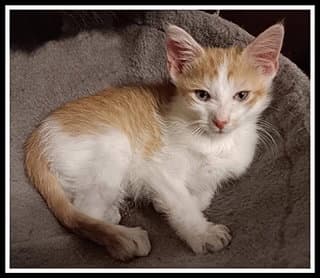 Sullivan - Domestic Short Hair