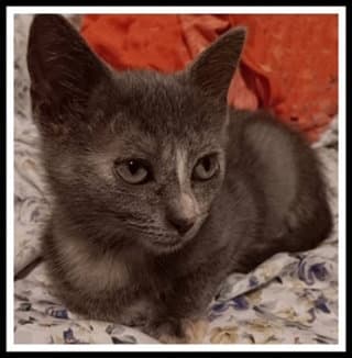 Tallie - Domestic Short Hair