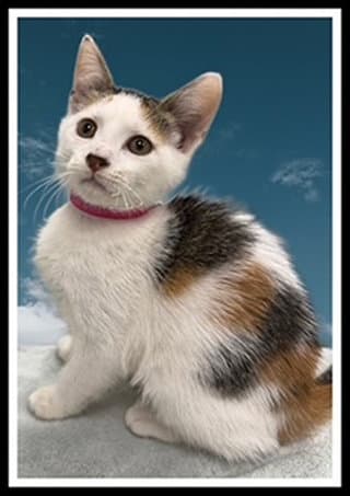 Thistle - Domestic Short Hair