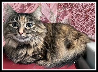 Seraphina - Domestic Long Hair