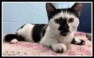 Mozaic - Domestic Short Hair