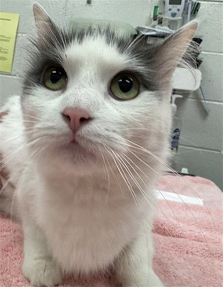Icicle - Domestic Medium Hair