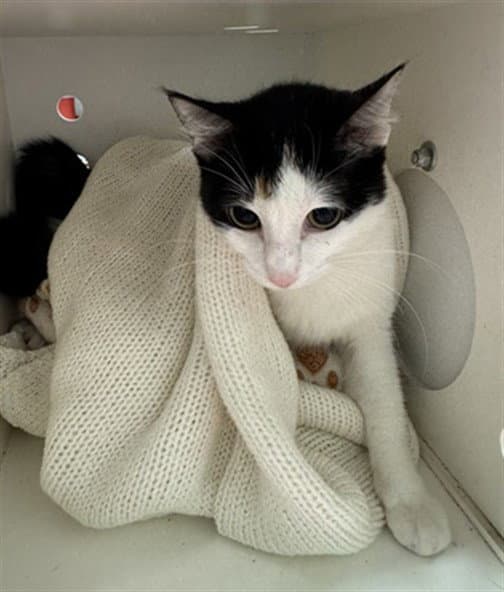 Iceberg - Domestic Short Hair