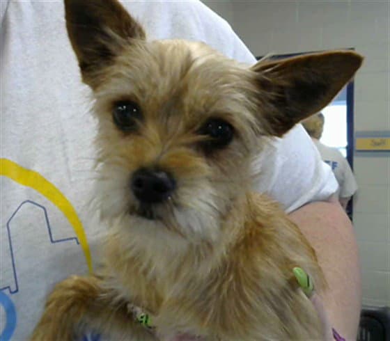 Rylo - Yorkshire Terrier Yorkie
