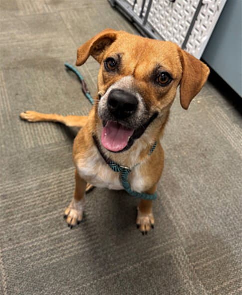 Buttercup - Black Mouth Cur
