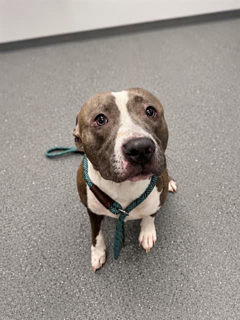 Judo - Pit Bull Terrier