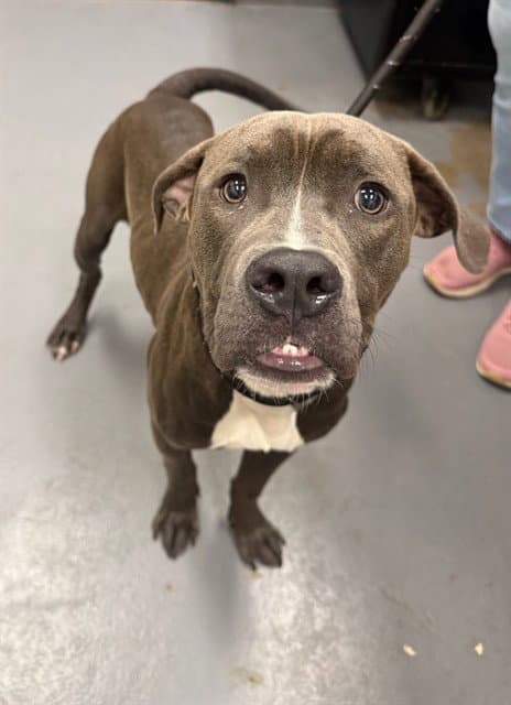 Eastwood - Pit Bull Terrier
