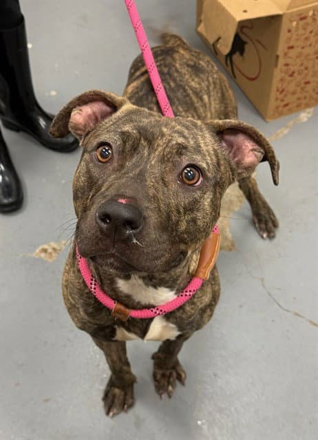 Lotus - Pit Bull Terrier