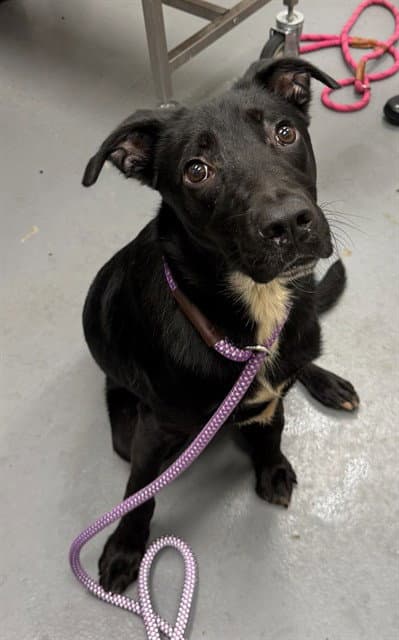 Milo - Labrador Retriever