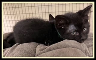 Terracotta - Domestic Short Hair