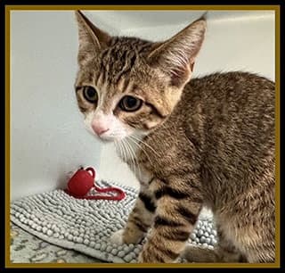Blaine - Domestic Short Hair