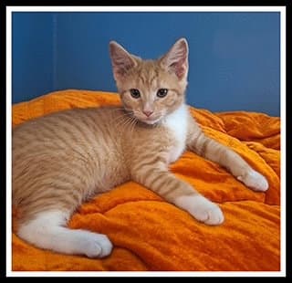 Caseoh - Domestic Short Hair