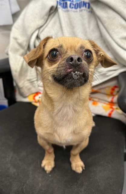 Loki - Chihuahua