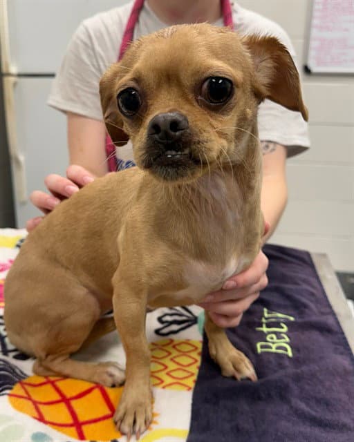 Sylvie - Chihuahua