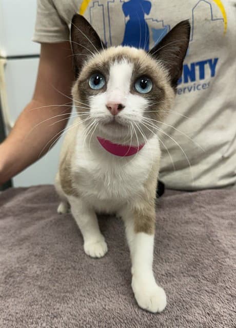 Clawdia - Siamese