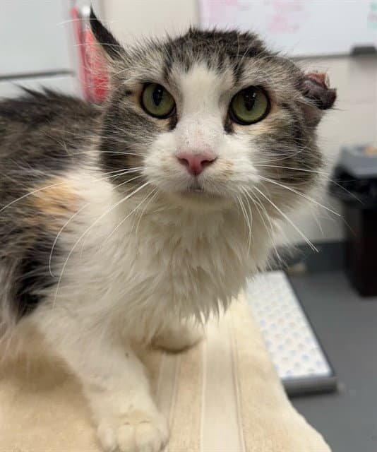 Magnolia - Domestic Long Hair
