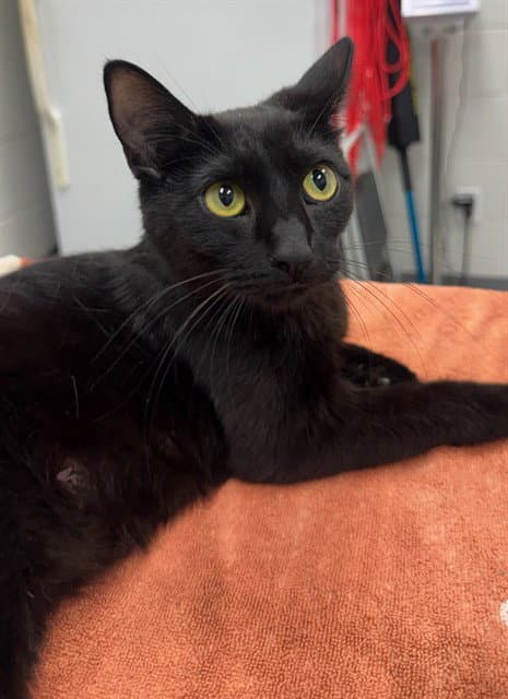 Lacey - Domestic Short Hair