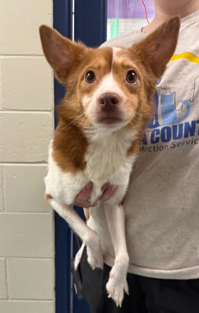 Sprout - Australian Cattle Dog/Blue Heeler
