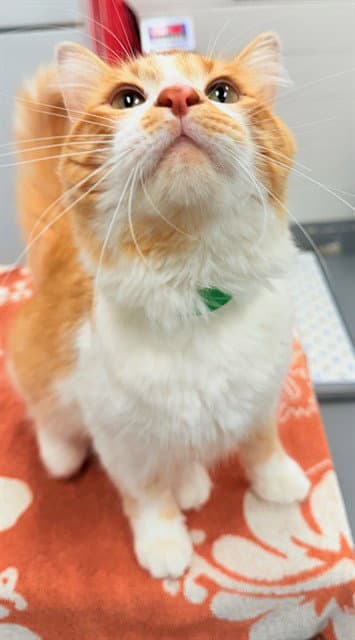 Mr Meows - Domestic Long Hair