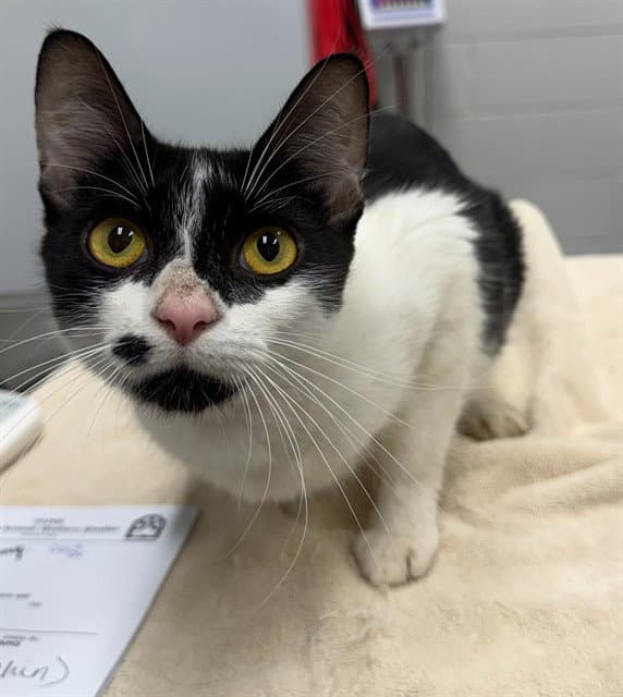 Biscuit - Domestic Short Hair