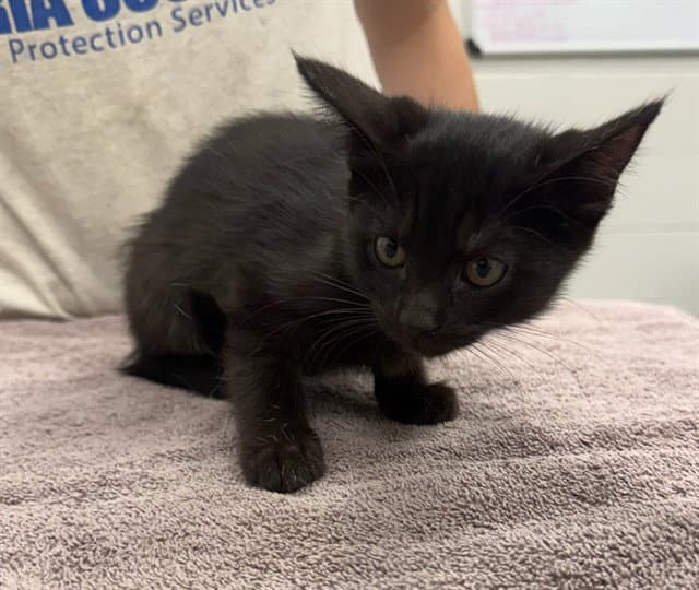 Mocha - Domestic Short Hair