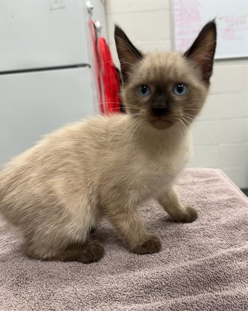 Macchiato - Siamese