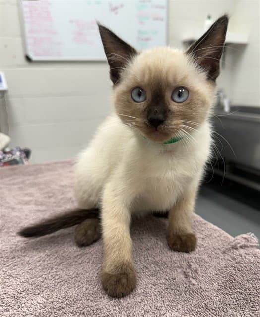 Espresso - Siamese