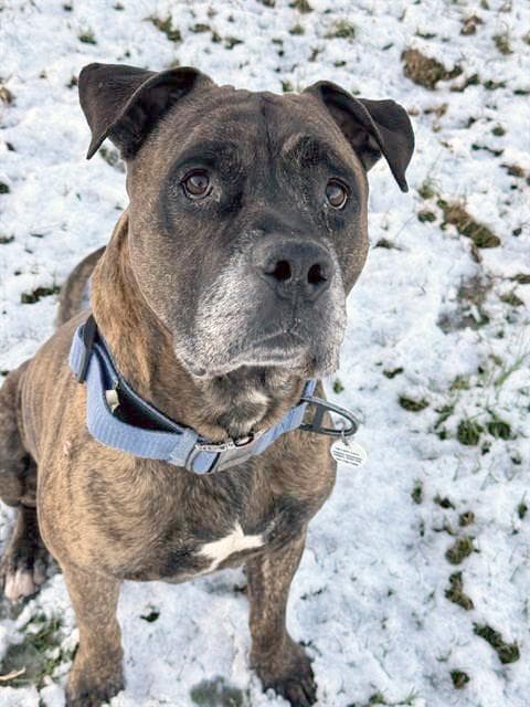 Roscoe - Mastiff