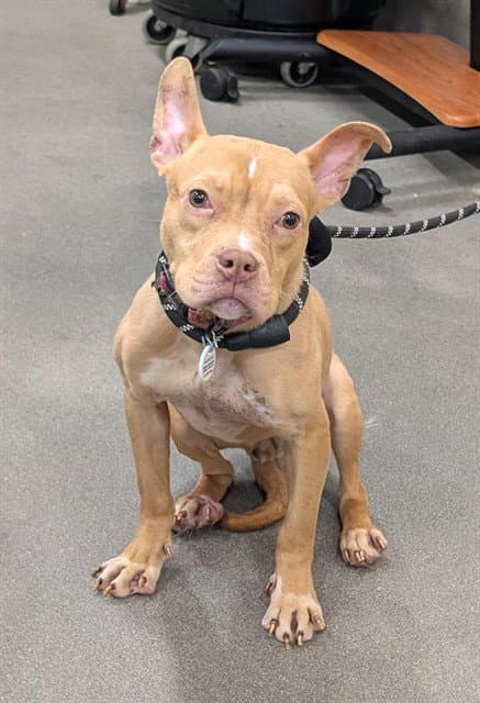Darby - Pit Bull Terrier