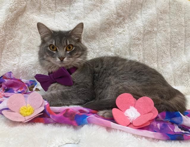 Raptor - Domestic Medium Hair