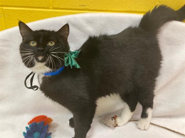 Lucas - Domestic Medium Hair