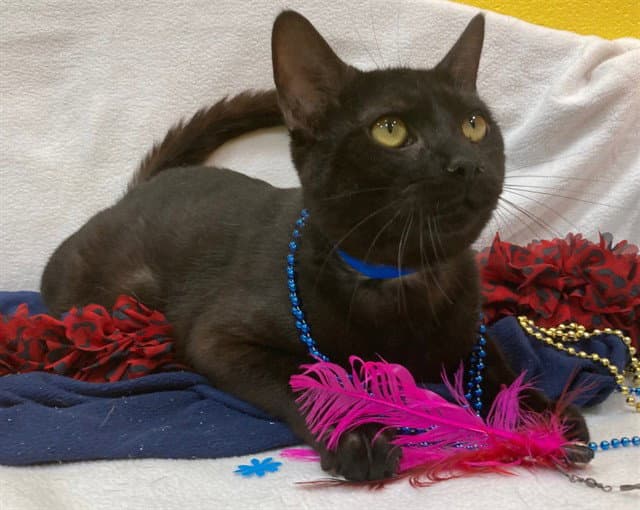 Zachary - Domestic Short Hair