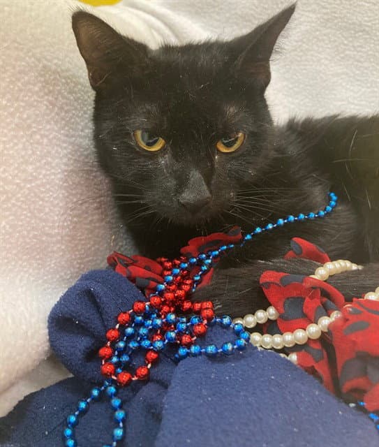 Savanna - Domestic Short Hair