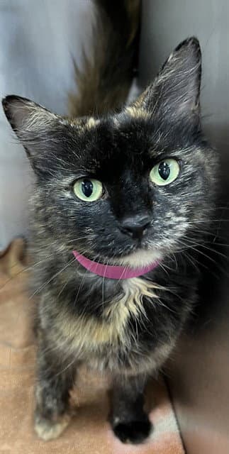 Salina - Domestic Medium Hair