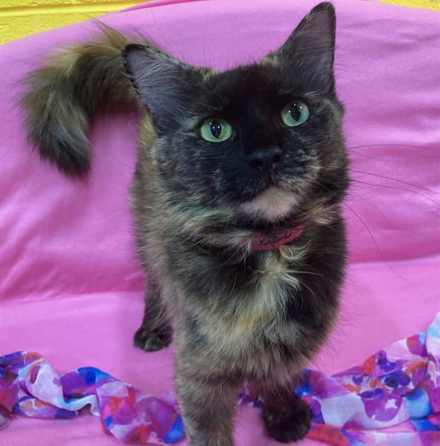 Salina - Domestic Medium Hair