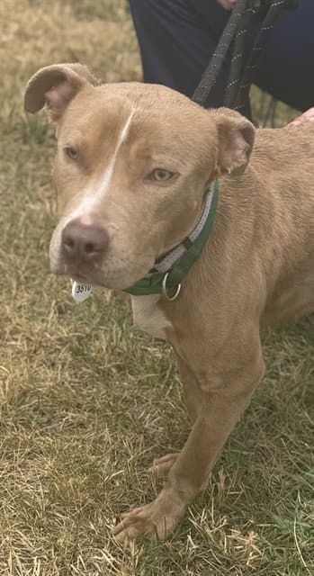 Aarcon - Pit Bull Terrier