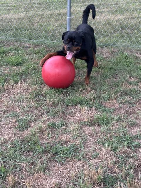 Rose - Rottweiler