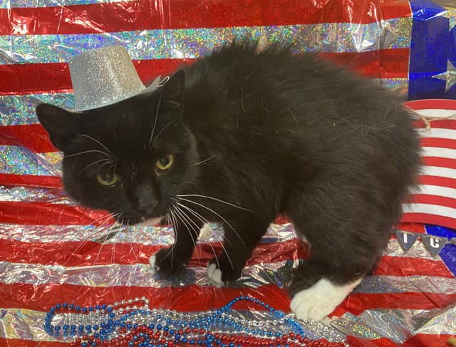 Sylvester - Domestic Medium Hair