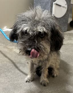 Harlow image 1