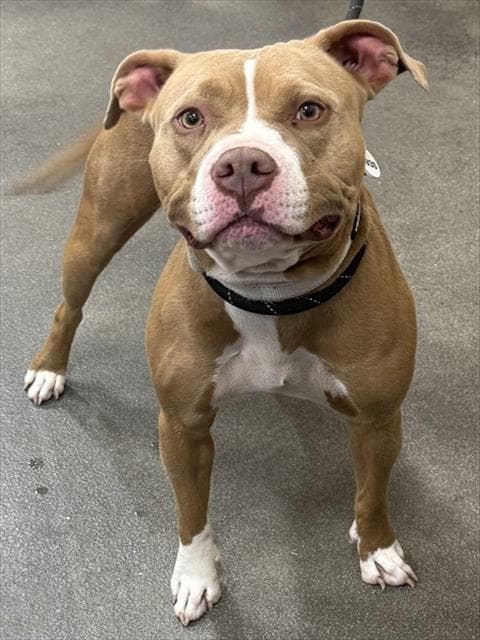 Avocado - Pit Bull Terrier