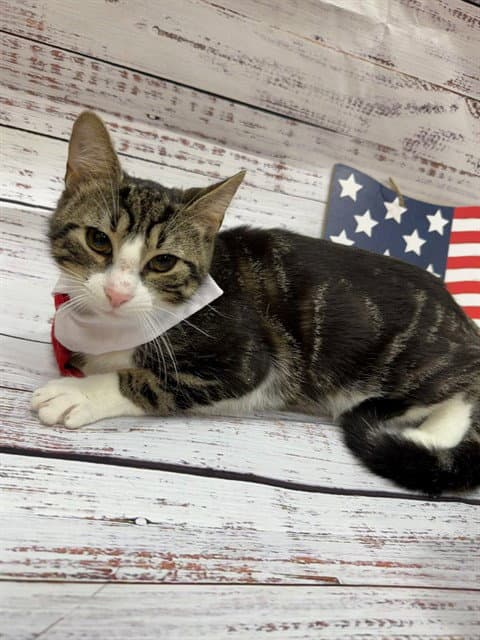 Catorce - Domestic Short Hair