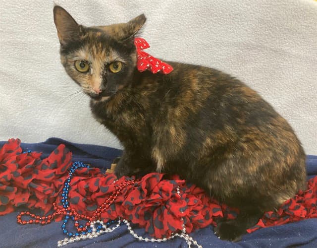 Fig - Domestic Short Hair