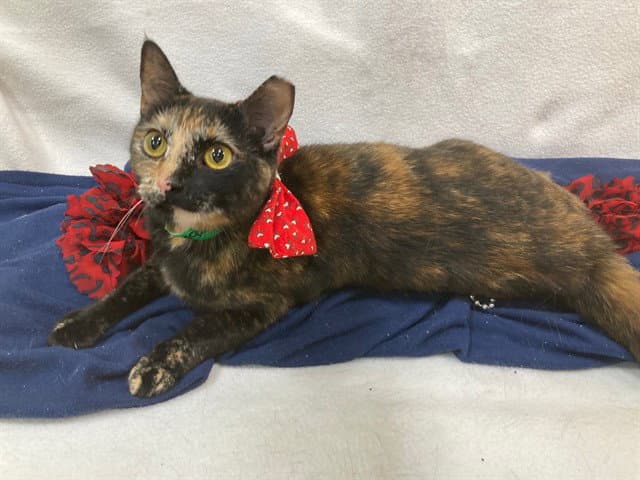 Fig - Domestic Short Hair
