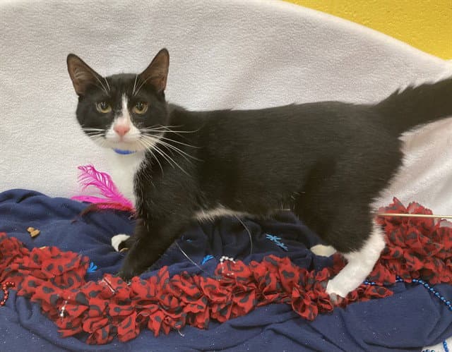 Diez - Domestic Short Hair
