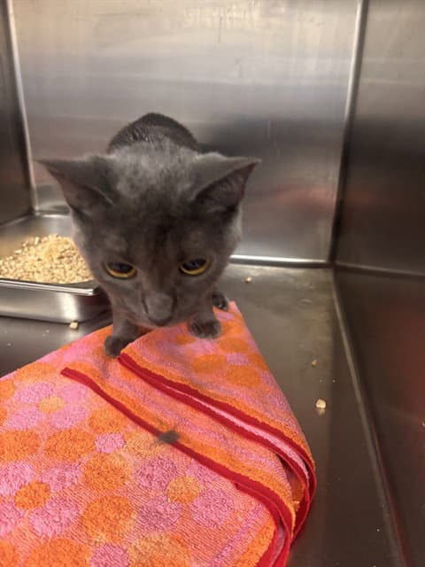 Mama - Domestic Short Hair