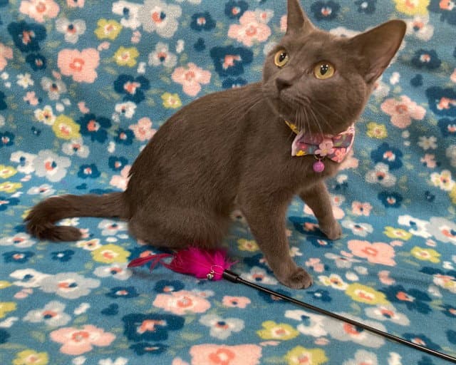 Mama - Domestic Short Hair