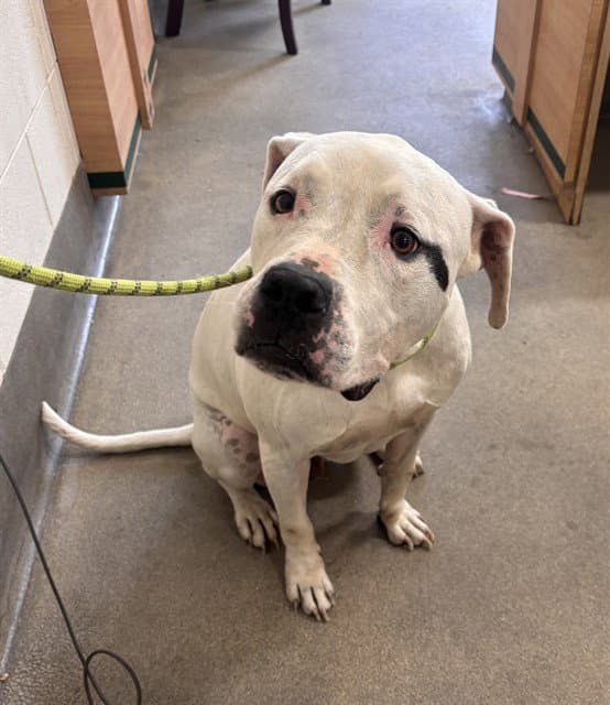 Jojo - Dogo Argentino