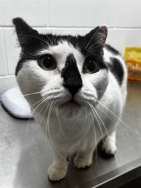 Coe Coe - Domestic Short Hair