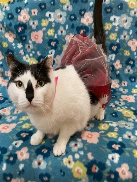 Coe Coe - Domestic Short Hair