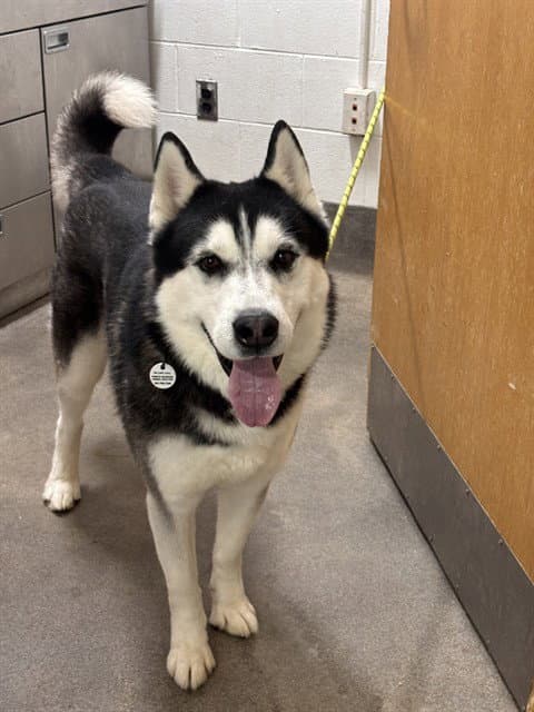 Lucas - Siberian Husky